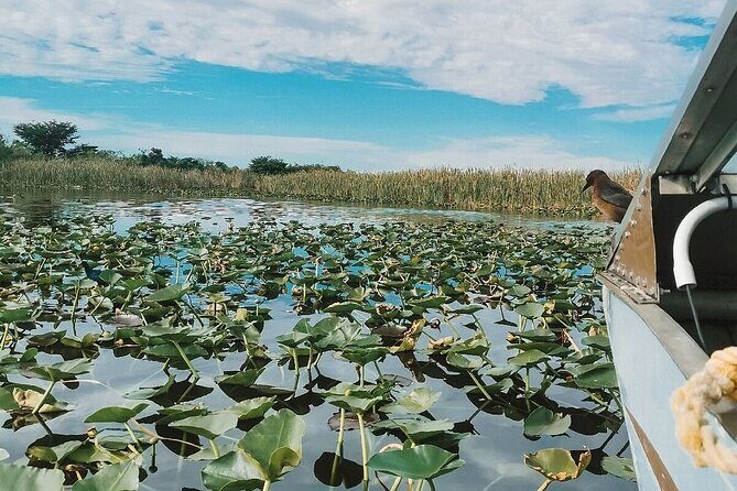 60 min. Everglades Airboat ride & pick-up ,small group +pro guide - Final Thoughts: Is This Tour Worth It?  