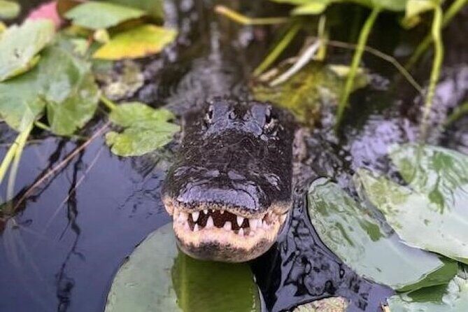 60 min Small Group Everglades Airboat Ride in Miami - Key Points