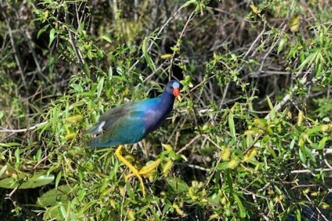 60 min Small Group Everglades Airboat Ride in Miami - Who Should Book This Tour?