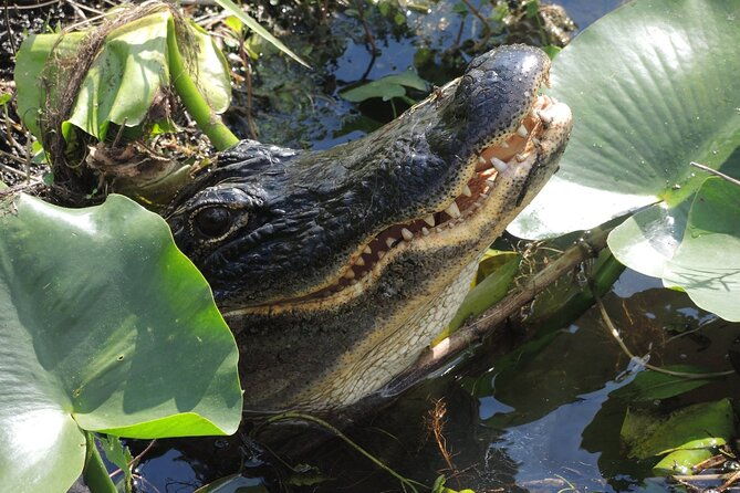 60-minute-small-group-semi-private-everglades-river-of-grass-airboat-charter