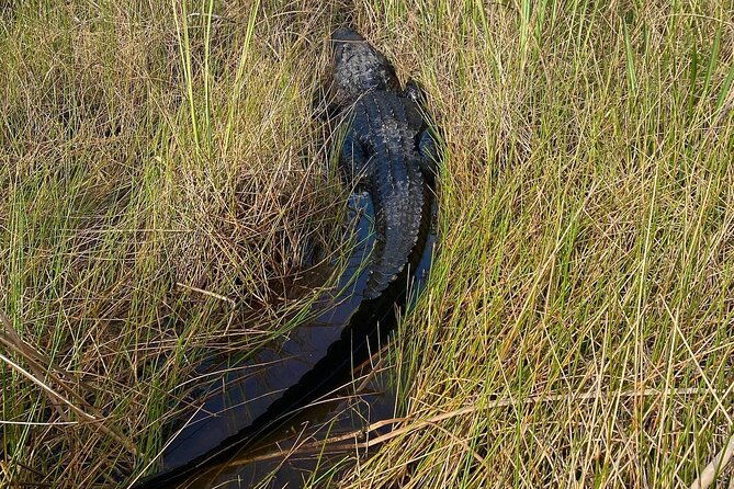 60-minute-small-group-semi-private-everglades-river-of-grass-airboat-charter