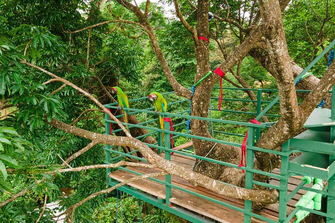 60m-tree-climbing-experience-with-descent-in-tarzan-or-rapel