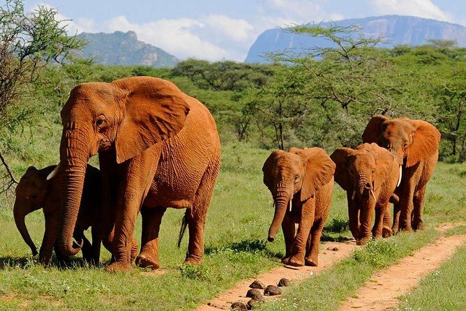 6Days Amboseli, Lake Nakuru and Masai Mara Camping Safari on Jeep - The Practical Side: What’s Included & What’s Not
