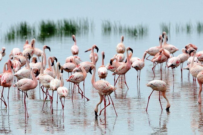 6Days Amboseli, Lake Nakuru and Masai Mara Camping Safari on Jeep - Final Thoughts