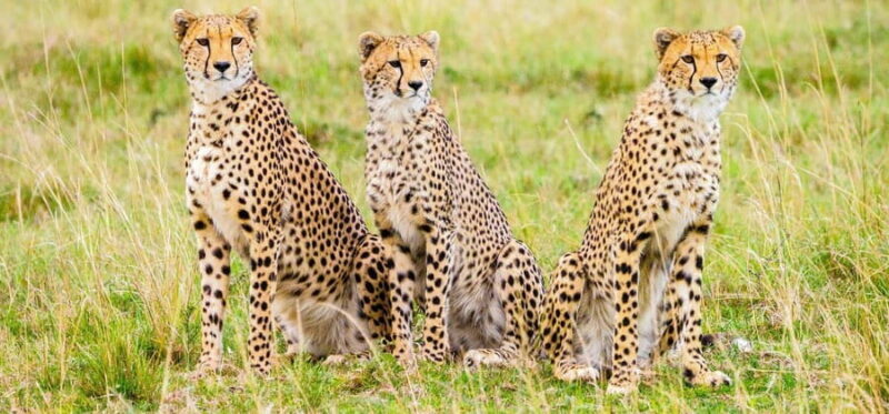 6Days Glimpse of Amboseli, Tsavo West and Tsavo East Safaris - Who Would Love This Tour?