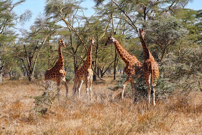 6days Masai mara-lake nakuru via Lake naivasha-Amboseli 4x4 jeep Safari - An Introduction to Kenya’s Unique Wilderness
