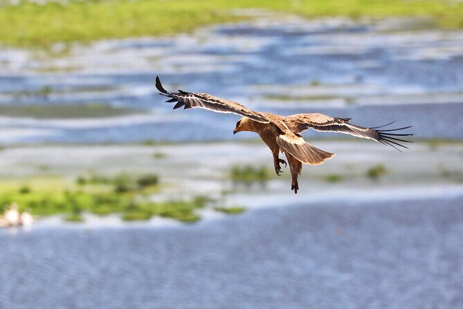 6days Masai mara-lake nakuru via Lake naivasha-Amboseli 4x4 jeep Safari - Who Should Consider This Safari?
