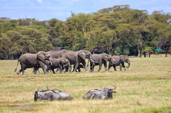 6days Masai mara-lake nakuru via Lake naivasha-Amboseli 4x4 jeep Safari - FAQ