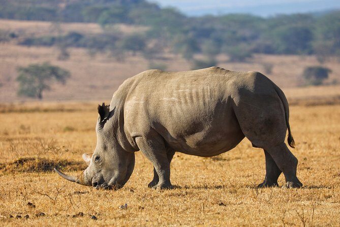 6days Masai mara-lake nakuru via Lake naivasha-Amboseli 4x4 jeep Safari - Final Thoughts
