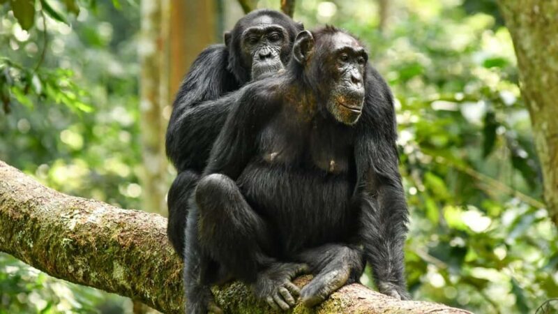 6Days Ol Pejeta, Aberdare, Lake Nakuru and Masai Mara Safari - Who Will Love This Safari?