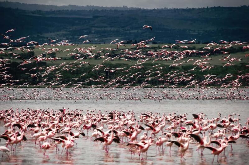 6Days Ol Pejeta, Aberdare, Lake Nakuru and Masai Mara Safari - FAQs