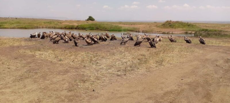 6hrs of Birdwatching in Nairobi National park - An Overview of Nairobi National Park Birdwatching