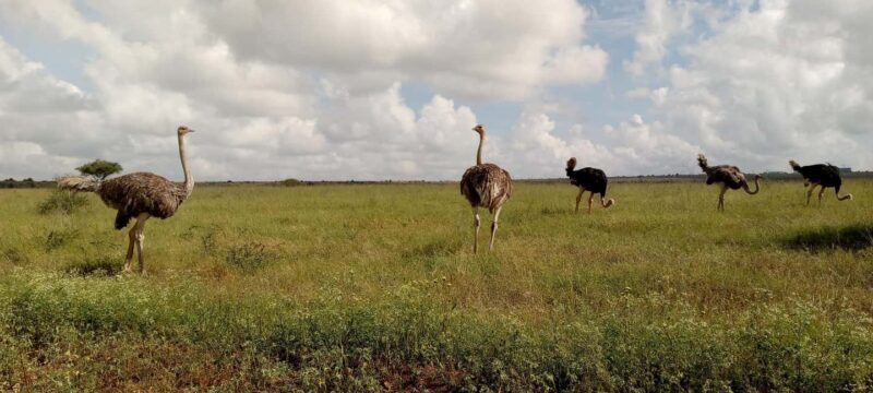 6hrs of Birdwatching in Nairobi National park - Analyzing the Cost and Value