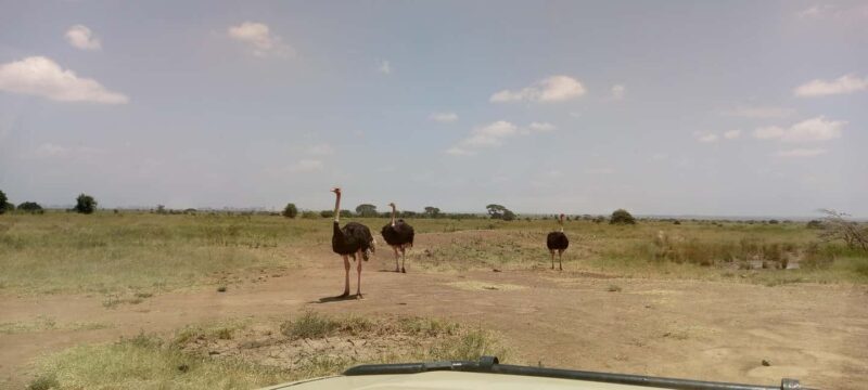 6hrs of Birdwatching in Nairobi National park - Frequently Asked Questions