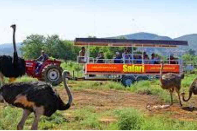 7- 10 Days Tour Package Cape Town and Garden Route - FAQ