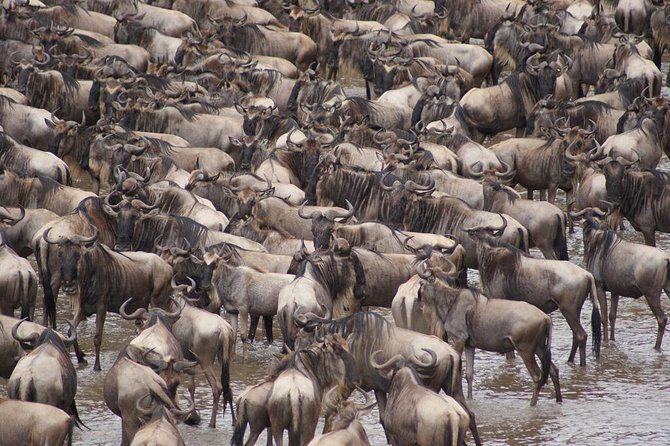 7 Day 6 nights Great Migration Classic Tanzania Safari - An In-Depth Look at the 7-Day Great Migration Safari