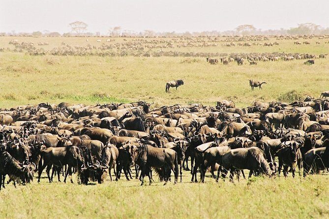 7 Day 6 nights Great Migration Classic Tanzania Safari - Pricing and Value