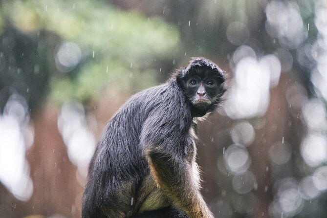 7-day-all-inclusive-guided-jungle-tour-from-iquitos-at-maniti-eco-lodge
