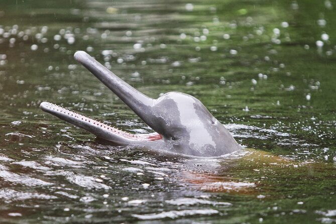 7-day-all-inclusive-guided-jungle-tour-from-iquitos-at-maniti-eco-lodge