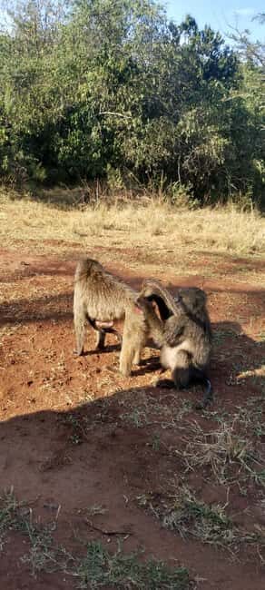 7-Day Best of Rwanda & Uganda Primate Safari - Value and Pricing