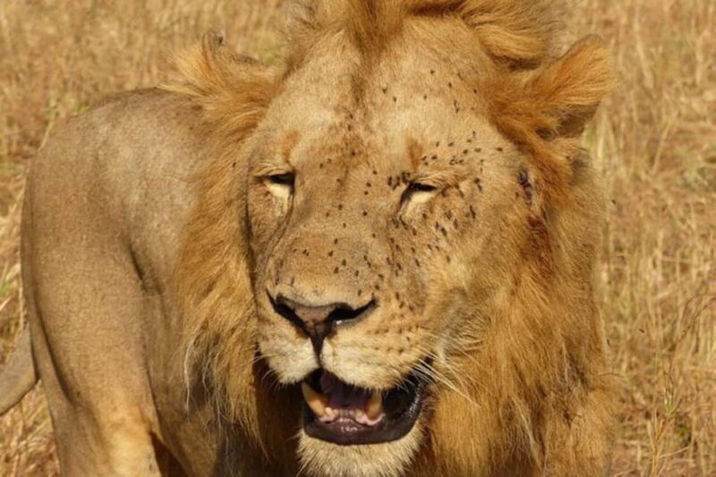 7 - Day Big Five, Tarangire, Ngorongoro, Serengeti & More - Potential Drawbacks and Considerations
