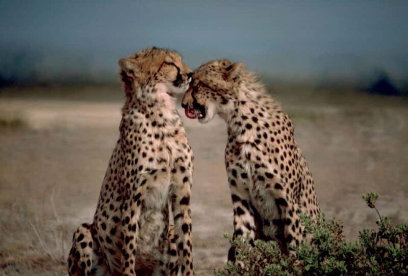 7-Day Budget Camping Safari in Tanzania - Key Points