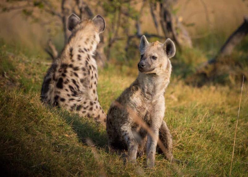 7-Day Budget Camping Safari in Tanzania - An Introduction to Tanzania’s Wildlife on a Budget