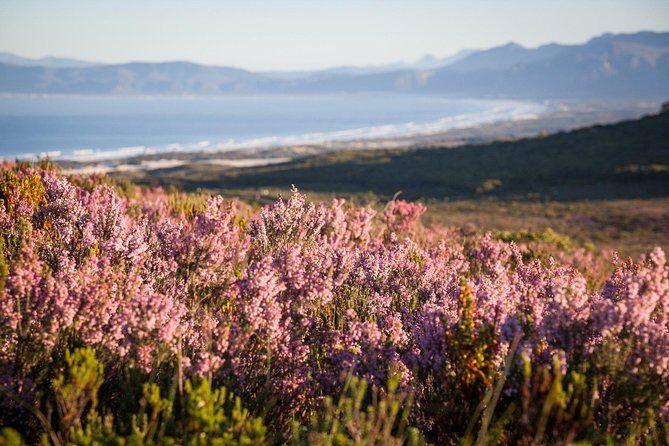 7-day Cape Town, Winelands, Garden Route and Addo National Park - In-Depth Look at the Itinerary