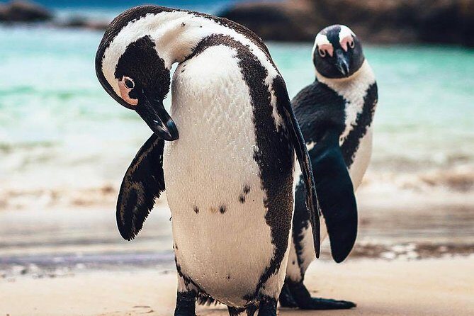7-day Cape Town, Winelands, Garden Route and Addo National Park - Summary: Who Is This Tour For?