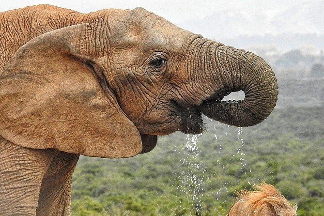 7-day Cape Town, Winelands, Garden Route and Addo National Park - FAQ