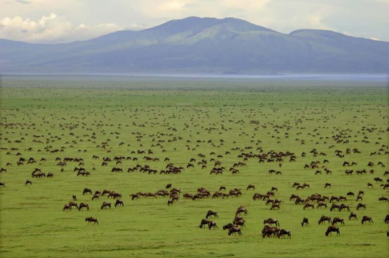 7-Day Classic Northern Circuit Safari - Key Points