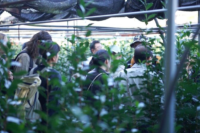 7-day-craftsmanship-of-tea-tour-in-kyoto-uji-and-aizu-wakamatsu