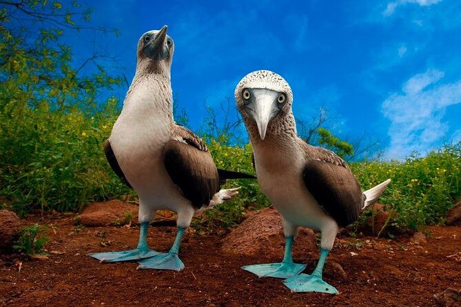 7-day-galapagos-island-classic-tour-los-tuneles-and-local-flight