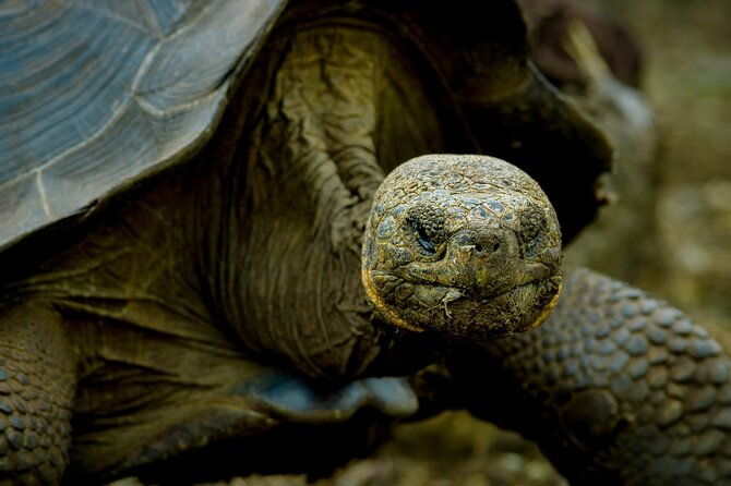 7-day-galapagos-island-classic-tour-los-tuneles-and-local-flight