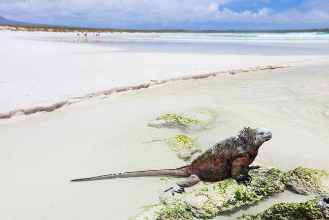7-day-galapagos-island-hopping-tour-tortuga-bay-tintoreras-wildlife-watching
