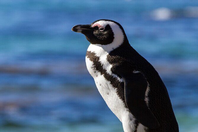 7 Day Garden Route to Addo, Cape Point and Winelands Combo tour - An In-Depth Look at the Itinerary