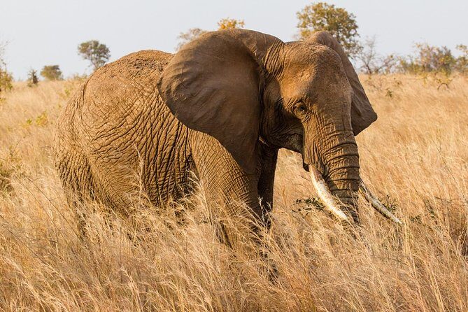 7-Day Great Migration Safari - Final Thoughts: Is This Safari Right for You?
