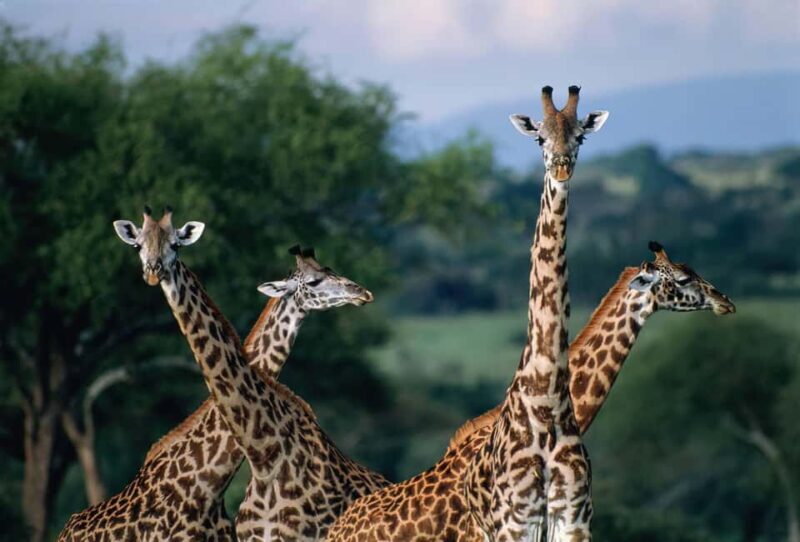 7-Day Group Safari from Zanzibar: - Key Points