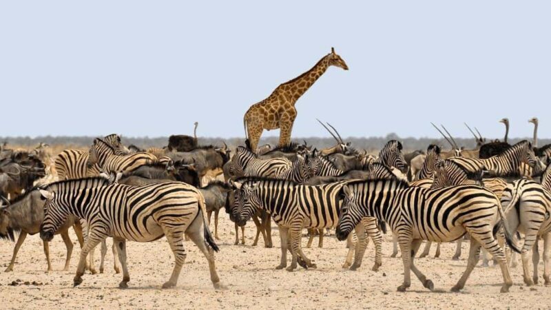 7-Day Group Safari from Zanzibar: - What’s Included and What’s Not