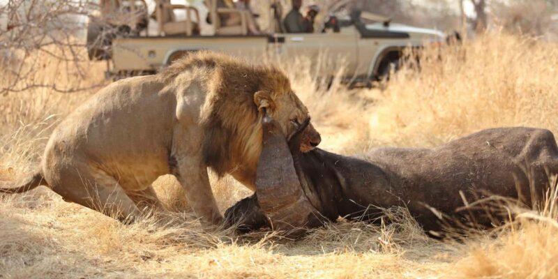 7-Day Group Safari from Zanzibar: - The Sum Up