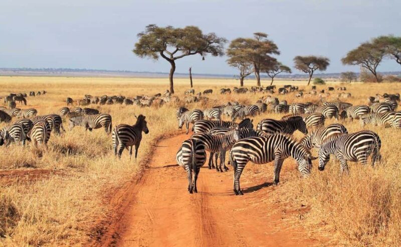 7-Day Group Safari from Zanzibar: - FAQ