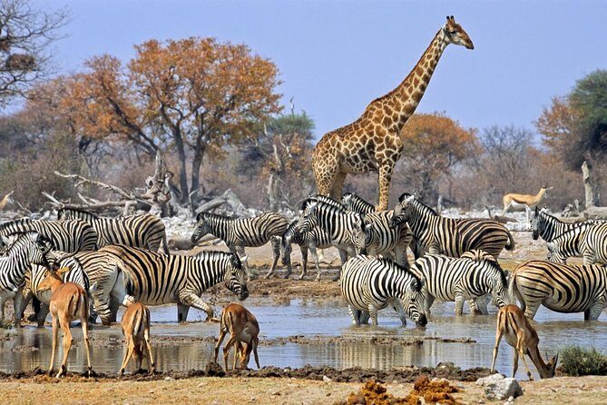 7 Day Guided Safari Tour in Kenya and Tanzania - An In-Depth Look at the Safari Experience