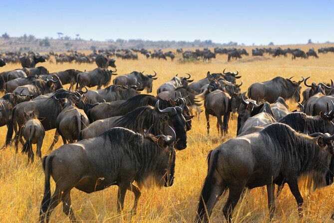 7 Day Guided Safari Tour in Kenya and Tanzania - FAQ