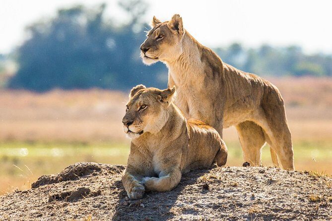 7 Day Guided Safari Tour in Kenya and Tanzania - Final Thoughts