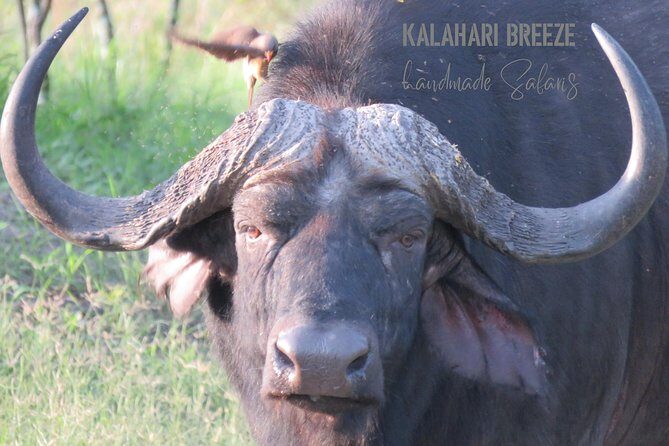 7 Day Highlights Of Botswana Overland Tour  ACCOMODATED (midrange) - Final Thoughts