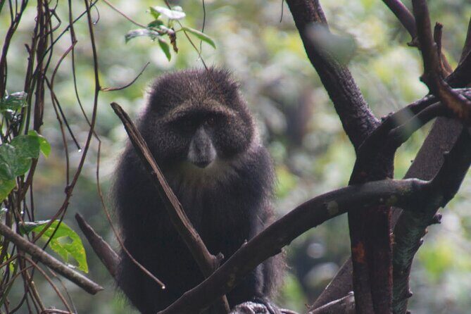 7 Day Kilimanjaro Machame climb - Why Choose the Machame Route?