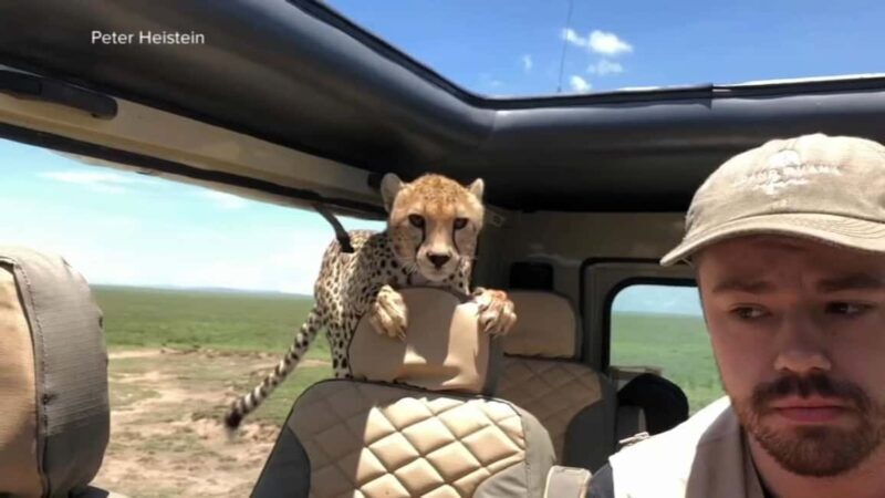 7-Day Luxury Safari to Amboseli, Lake Naivasha & Masai Mara - A Detailed Breakdown of the 7-Day Kenya Safari
