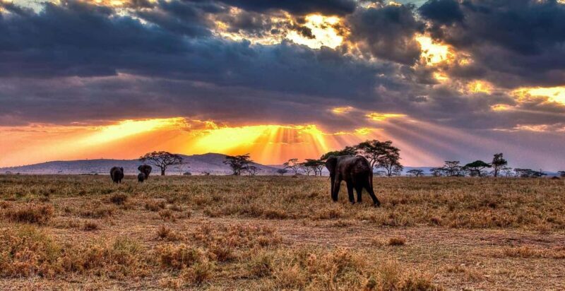 7-Day Luxury Serengeti Safari & Balloon Adventure - Key Points