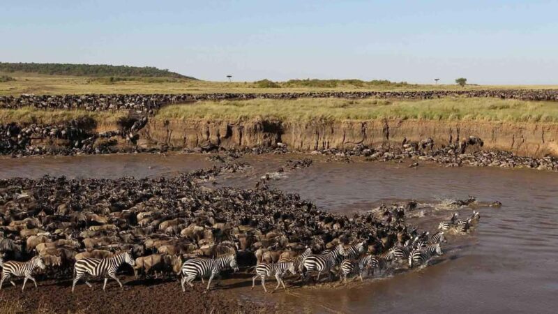 7-Day Luxury Serengeti Safari & Balloon Adventure - The Itinerary Breakdown: What Each Day Offers