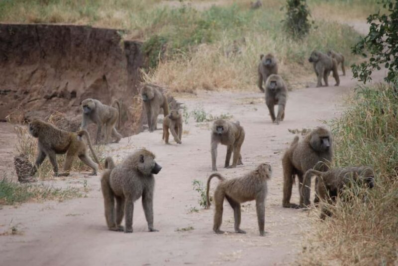 7-Day Luxury Serengeti Safari & Balloon Adventure - Final Thoughts